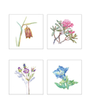 Coffret cartes postales "Les fleurs des Pyrénées en aquarelles" by Béatrice Dussarps